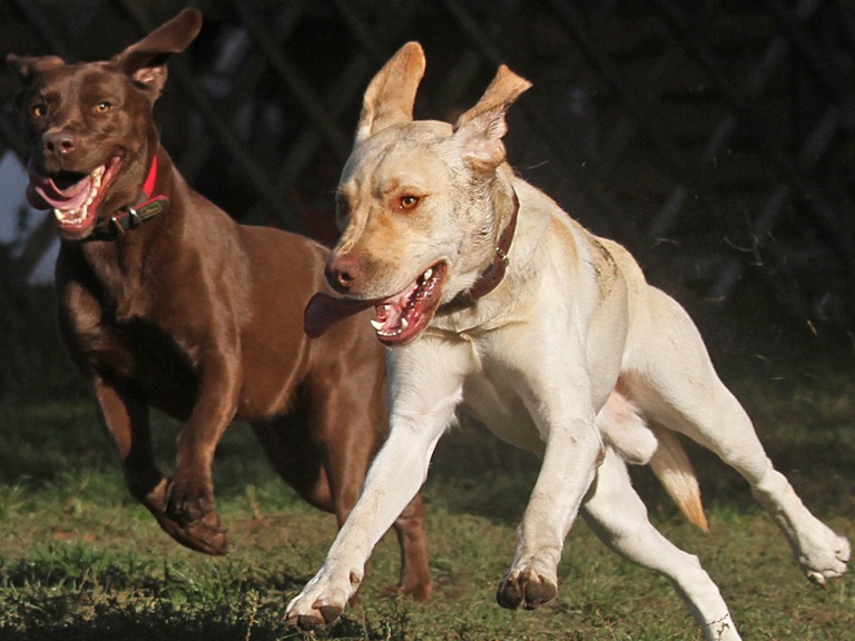 Hundeschule in Beerlin - die Spielgruppe